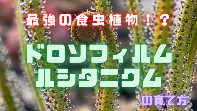 備忘録 最強の食虫植物 ドロソフィルム ルシタニクムの育て方 岩手で広がる食虫植物の輪